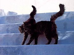 Gatti (271)